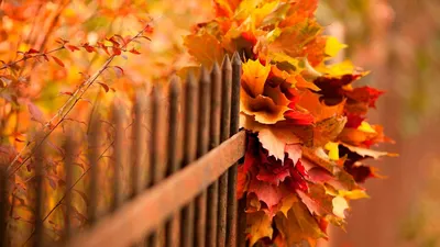 Листья Осень Золотая - Бесплатное фото на Pixabay - Pixabay