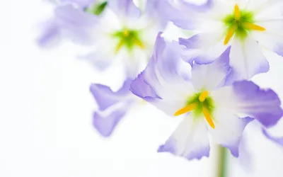 Красивые цветы на белом фоне выпятив. Стоковое Изображение - изображение  насчитывающей сирень, сад: 187911085