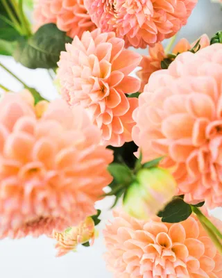 Обои цветковое растение, розовый, лепесток, цветок, срезанные цветы на  телефон Android, 1080x1920 картинки и фото бесплатно