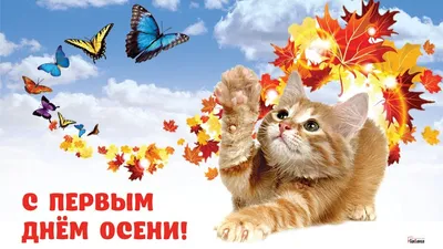 Очень красивые новые поздравления с Первым днем осени 1 сентября в стихах и  прозе для россиян | Курьер.Среда | Дзен