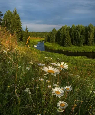 15 фотографий дикой природы России, от которых замирает сердце