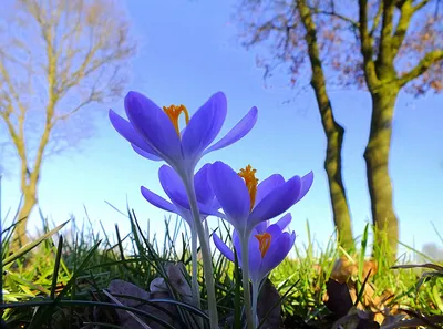 Красивая весна цветет около пруда в парке Keukenhof в Нидерландах Стоковое  Изображение - изображение насчитывающей довольно, бобра: 68155025