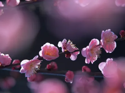 Цветок Весна Природа - Бесплатное фото на Pixabay - Pixabay