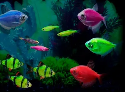 Рыбки в аквариуме - красивые картинки (64 фото)
