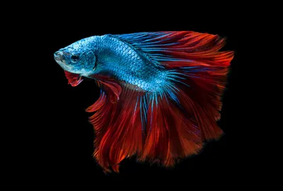Красивая золотая рыбка в миске на цветном фоне :: Стоковая фотография ::  Pixel-Shot Studio