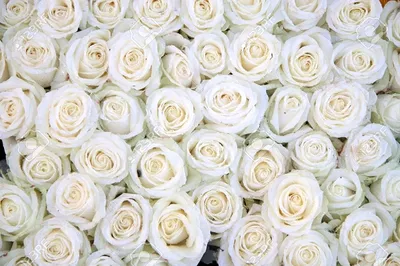 Красивые белые розы на темном фоне :: Стоковая фотография :: Pixel-Shot  Studio