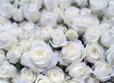 Белые розы фото: pravoslavnaa — LiveJournal