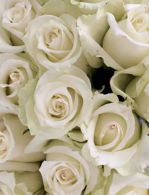 Красивые картинки белые розы (35 фото) 🔥 Прикольные картинки и юмор