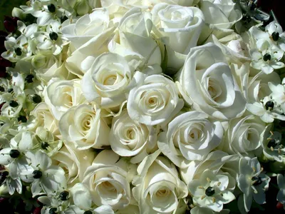 Букет белых роз | Flowers, Rose, Plants