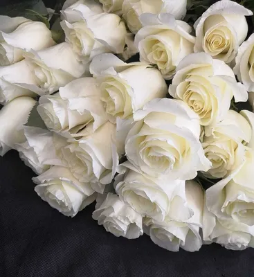 Самые красивые белые розы - 74 фото