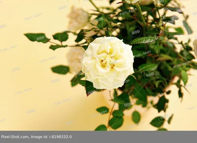 Открытки с Днем рождения с белыми розами: 39 штук