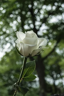 Красивые белые розы цветут на розовом фоне с копировальным пространством  для вашего текста Стоковое Фото - изображение насчитывающей габарит, дом:  159044364