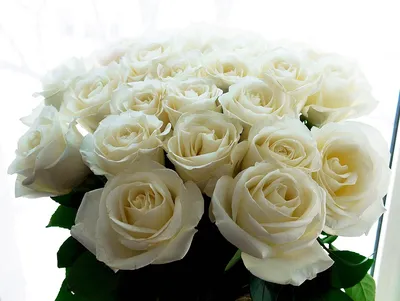9 белых и коралловых роз: цена, заказать с доставкой по Грязи в  интернет-магазине Cyber Flora®
