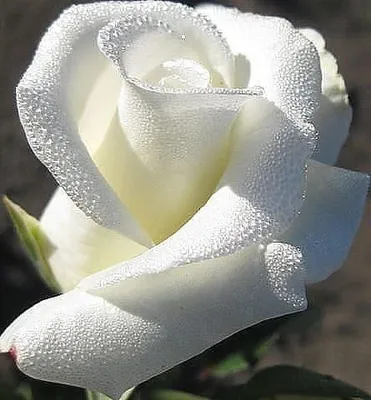 Картинки «Белые розы»: 105 красивых фото цветов
