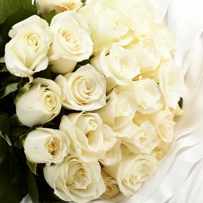 Картинки белые розы (71 фото)