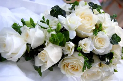 Красивые белые розы на цветном фоне :: Стоковая фотография :: Pixel-Shot  Studio