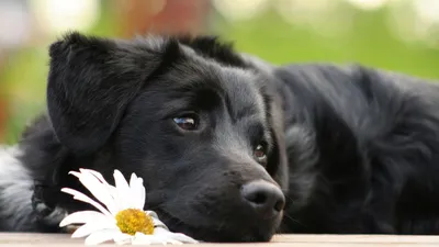 Самые красивые собаки в мире: красивые декоративные породы - Телеграф