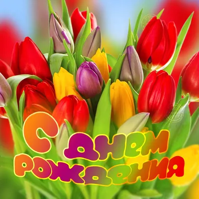 прекрасные яркие весенние цветы тюльпаны Стоковое Фото - изображение  насчитывающей карточка, красивейшее: 216591398