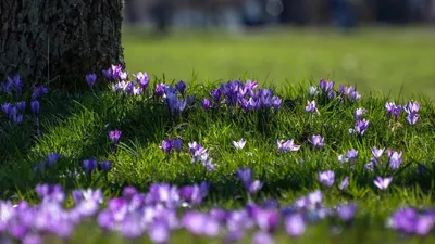 С праздником весны! | Открытки, Маки цветы, Весенние цветы