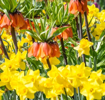 прекрасные яркие весенние цветы тюльпаны Стоковое Фото - изображение  насчитывающей элегантность, знамена: 216764504
