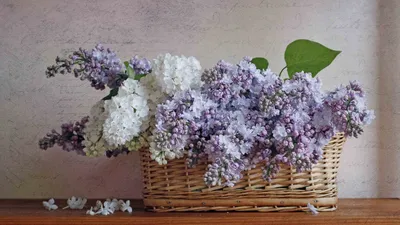 Красивые сиреневые цветы в вазе на столе :: Стоковая фотография ::  Pixel-Shot Studio