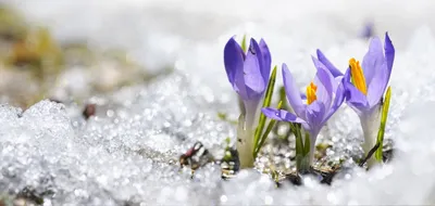 Красивые картинки скоро весна - 80 фото