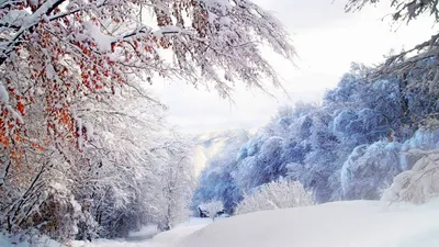 Красивые картинки снежная зима фотографии