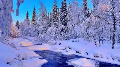 Снежная дорога в зимнем лесу, красивый морозный пейзаж, россия | Премиум  Фото