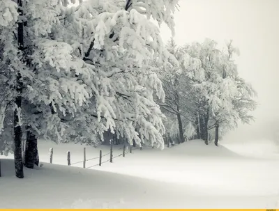 красивые зимние пейзажи желтоватый эмбиент, зима, снег, лес фон картинки и  Фото для бесплатной загрузки