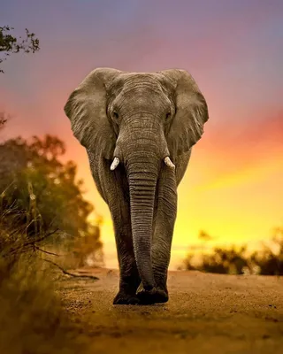 Картинки со слонами - 69 фото