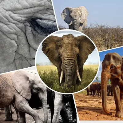 Почему слоны боятся мышей, где они живут и чем питаются: интересные факты о  слонах