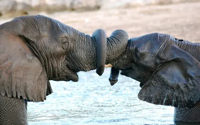 Милые и красивые слоны - Великолепные слоники | Facebook
