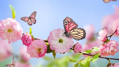 Бабочка в цветах с нечеткой естественной фоном. Красивые фотографии цветов  бабочек. Стоковое Фото - изображение насчитывающей муха, макрос: 181368170