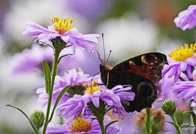 Бабочка — символ чего? Как использовать бабочек чтобы привлечь удачу в дом  | МПР-Магазин Постоянных Распродаж | Дзен