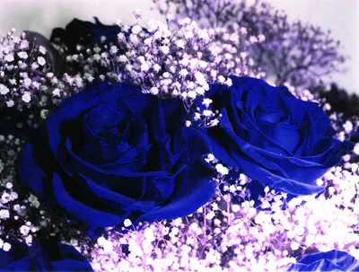 крупный план многих синих цветов, гортензия гортензия синие цветы красивые  цветы, цветок, завод фон картинки и Фото для бесплатной загрузки