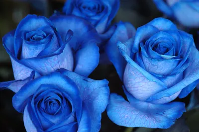 Классический синий цвет 2020 года Расцвет «арабской весны»: В саду красивые  цветы на яблоне Стоковое Фото - изображение насчитывающей свет, завод:  167674424