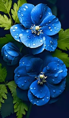 Голубой цвет - красивые картинки (100 фото) • Прикольные картинки и позитив