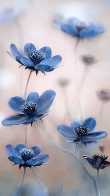 Красивый синий фон (71 фото)