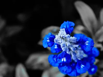 в саду цветет много голубых гортензий, гортензия гортензия синие цветы  красивые цветы, цветок, завод фон картинки и Фото для бесплатной загрузки