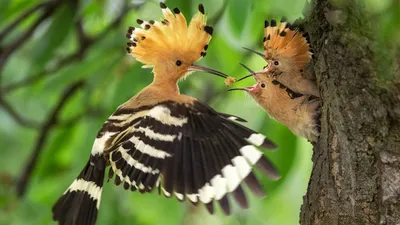Природа птицы (59 фото) - 59 фото