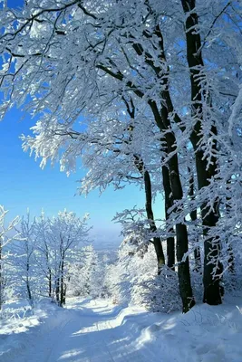 Зима вертикальные (50 фото) - 50 фото