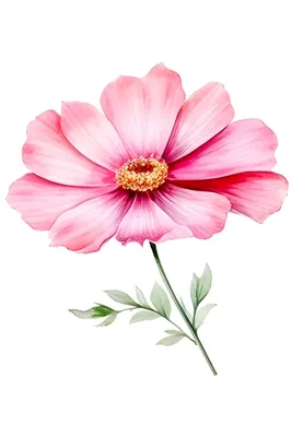 Красивый цветок раскраска - 67 фото