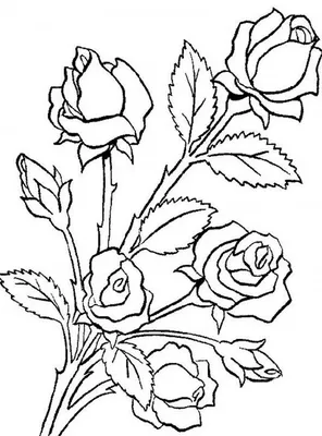 Картинки цветов для срисовки легкие (39 шт)