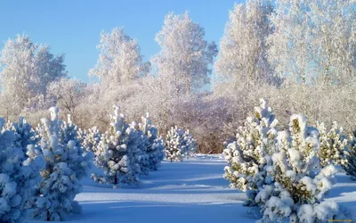 Обои Природа Зима, обои для рабочего стола, фотографии природа, зима, елки,  снег, ягоды Обои для рабочего стола, скачать обои картинки заставки на рабочий  стол.