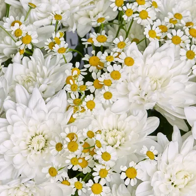 Букет ромашек белых №416 - 🌹 Цветы Новосибирск заказ: