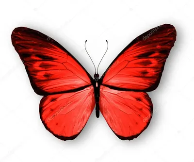 Красные бабочки в разных ракурсах и размерах | Красные бабочки Фото  №1002908 скачать