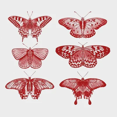 тропические красные бабочки изолированы на белом фоне Photos | Adobe Stock