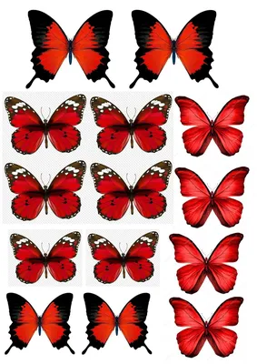Красно белые бабочки рисунок - 57 фото