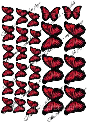 Красивые Две Красные Бабочки Изолированы На Белом Фоне — стоковые  фотографии и другие картинки Бабочка - iStock