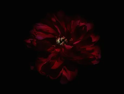 Обои на рабочий стол Красный цветок на черном фоне, фотограф Micheline  Brasseur, обои для рабочего стола, скачать обои, обои бесплатно